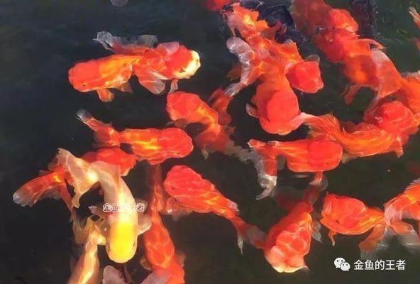 小金龍魚怎么養(yǎng)殖的：小金龍魚怎么養(yǎng)殖 龍魚百科 第2張