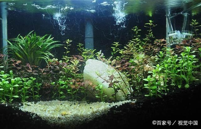 玻璃店能做魚缸嗎：3毫米玻璃能做魚缸嗎