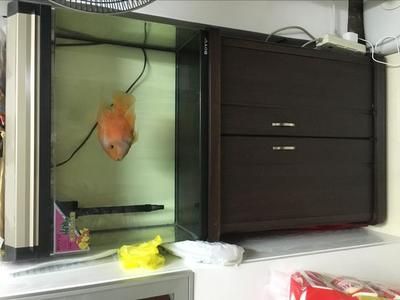 家用二手魚缸多少錢：家用二手魚缸價格受到魚缸大小、品牌、新舊程度等因素而異 魚缸風水 第2張