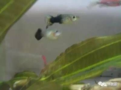 家里魚缸生了魚寶寶好嗎：家里魚缸生了魚寶寶是件好事，但需要注意這些問題 魚缸風水 第1張