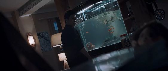 白夜追兇魚缸里的老虎是什么魚：《白夜追兇》中的“老虎”是什么？