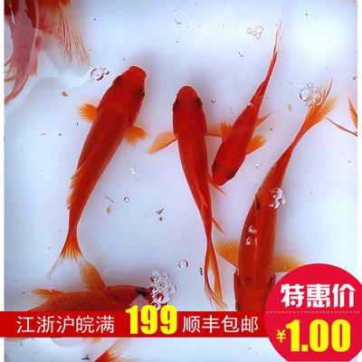 紅色龍魚價格表