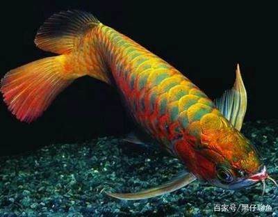 龍魚(yú)的食物是什么樣的：昆蟲(chóng)類、蝦類、小魚(yú)和其他食物是什么樣的食物是什么樣的 龍魚(yú)百科 第3張