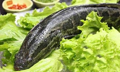 家里的魚缸能養(yǎng)黑魚嗎視頻 魚缸風(fēng)水 第3張