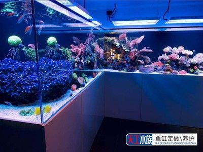 定做魚缸多少錢一米合適呢：定做魚缸價(jià)格受多種因素影響沒有一個(gè)固定的“合適”價(jià)格