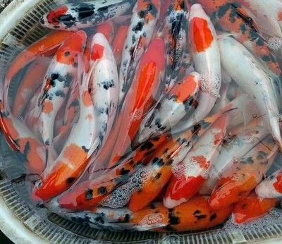 家里魚缸能養(yǎng)鯉魚嗎：家庭魚缸養(yǎng)殖技巧 魚缸風水 第2張