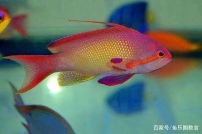 大型魚缸用什么玻璃好：大型魚缸玻璃材質(zhì)對比分析除了玻璃強度高、安全性好 魚缸百科 第4張