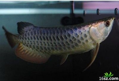 龍魚好久沒進食啦會死嗎：龍魚長時間不進食會死嗎