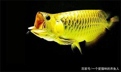 金色龍魚大概多少錢一條：金色龍魚多少錢一條 龍魚百科 第1張