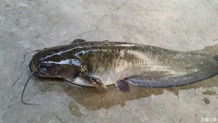 泥鰍怎么喂龍魚飼料：喂食泥鰍之前，有一些處理步驟是必不可少的 龍魚百科 第1張