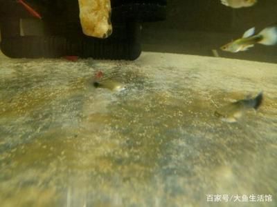 家用魚缸怎么配置水泵 魚缸風水 第3張