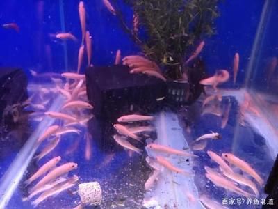 超市的魚缸怎樣管理好：超市魚缸管理關(guān)鍵要點(diǎn) 魚缸百科 第1張