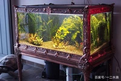 家庭魚缸如何養(yǎng)水：家庭魚缸養(yǎng)水技巧 魚缸風(fēng)水 第1張