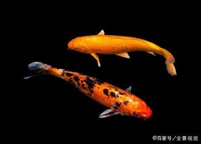 家里魚缸可以養(yǎng)鯽魚鯉魚嗎：家庭魚缸養(yǎng)鯽魚和鯉魚的關(guān)系