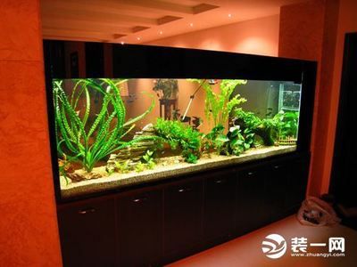 家庭魚缸買多大的合適：家庭空間選擇魚缸的尺寸 魚缸風(fēng)水 第1張