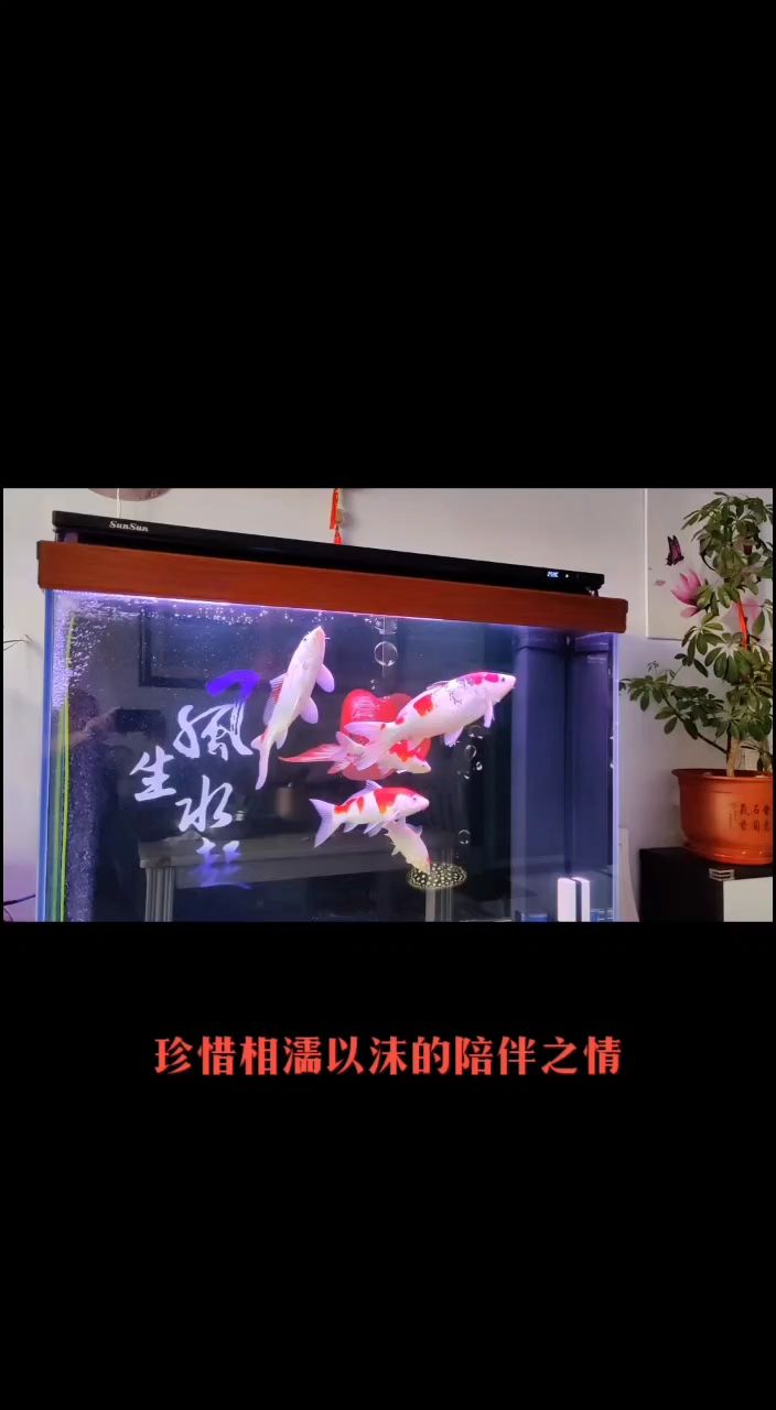 世間萬物，各有所愛：世間萬物各有所愛 觀賞魚論壇