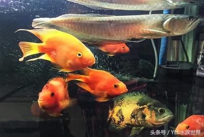 搬運魚缸多少錢一噸：搬運魚缸價格是否需要特殊處理等因素來確定價格 魚缸百科 第1張