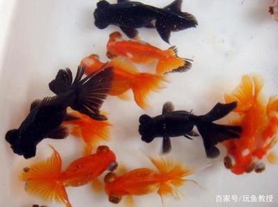 家庭魚缸適合養(yǎng)什么魚不容易死：家庭養(yǎng)殖觀賞魚的色彩與品種 魚缸風(fēng)水 第1張