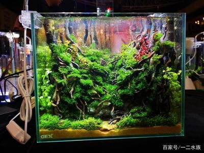 家庭魚缸水草怎么擺放好看：家庭水草種植技巧大揭秘