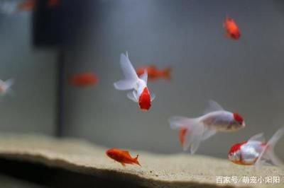 家里放幾個(gè)魚缸好看：家里放幾個(gè)魚缸比較好？ 魚缸風(fēng)水 第4張