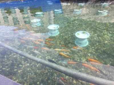 家庭魚池水渾濁怎么辦：家庭魚池水渾濁怎么處理