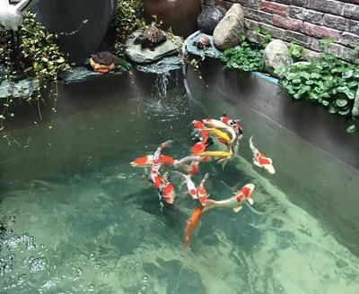 家庭魚池水渾濁怎么辦：家庭魚池水渾濁怎么處理