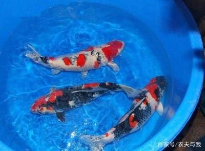 10cm魚缸能養(yǎng)金魚嗎：10cm的魚缸能養(yǎng)金魚嗎？