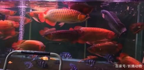 紅龍魚和什么魚混養(yǎng)最有層次感 龍魚百科 第3張