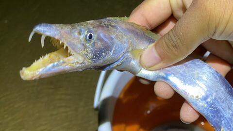 大齊的魚缸視頻全集：與大齊魚缸相關的魚缸相關的視頻并非專門關于魚缸的 魚缸百科 第1張