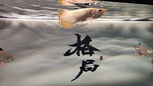 綠皮紅龍魚怎樣鑒別：怎樣鑒別綠皮紅龍魚