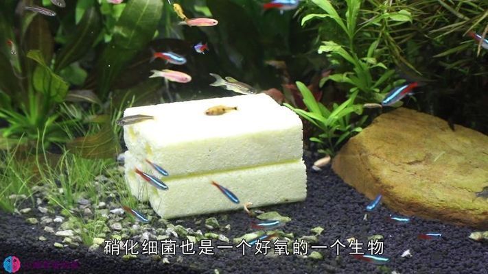 家用過濾器的水可以加魚缸里嗎有毒嗎：家用過濾器是否適合養(yǎng)魚 魚缸風水