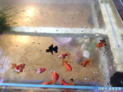 家里魚缸破了會破財嗎：如果魚缸破了可能導(dǎo)致破財，可能會導(dǎo)致財運受損，可能會影響風(fēng)水 魚缸風(fēng)水 第2張