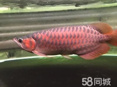 紅龍魚大湖和赤血紅龍哪個貴？：探討紅龍魚大湖和赤血紅龍的價格哪個更貴之前了解