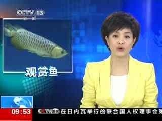 龍魚頭上發(fā)白是什么病癥引起的：龍魚頭上發(fā)白是什么病癥引起的， 龍魚百科 第2張