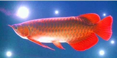 養(yǎng)金龍魚(yú)用什么燈光：養(yǎng)金龍魚(yú)用什么燈光，