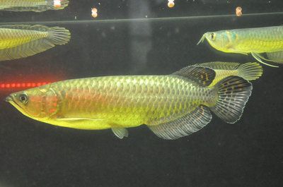 澳洲金龍魚(yú)的壽命是多少年：澳洲金龍魚(yú)的壽命一般多少年,金龍魚(yú)的壽命一般多少年