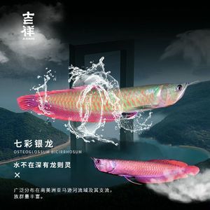 金龍魚活魚價格：金龍魚活魚價格信息, 龍魚百科 第2張