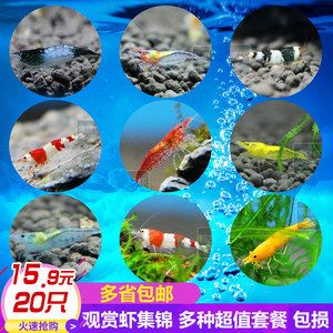 龍魚(yú) 飼料喂養(yǎng)注意事項(xiàng)：如何選擇適合的人工飼料 龍魚(yú)百科 第1張