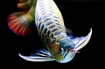 龍魚(yú)會(huì)吃龍魚(yú)嗎為什么：健康的成年龍魚(yú)不會(huì)主動(dòng)攻擊并吃掉同樣成年的龍魚(yú) 龍魚(yú)百科 第3張