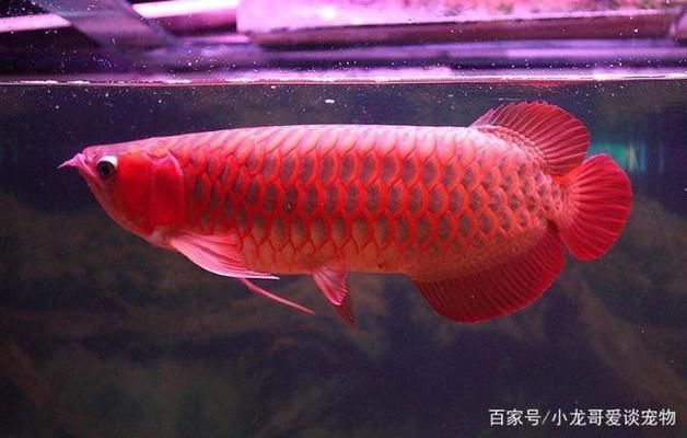 怎么讓龍魚吃飼料：如何讓紅龍魚體型變寬 龍魚百科