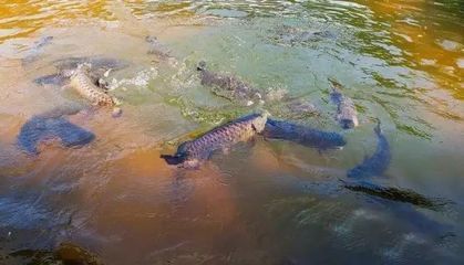 龍魚(yú)總是在水面游：為什么龍魚(yú)總是在水面游？