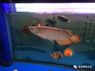 龍魚入缸前需要消毒嗎：龍魚入缸前需要消毒嗎龍魚入缸前需要消毒嗎 龍魚百科 第2張