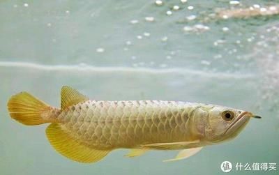 龍魚一天喂多少面包蟲合適：龍魚喂食面包蟲的適宜頻率和量 龍魚百科 第1張