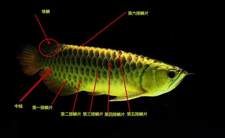 龍魚怎么數(shù)幾排：龍魚鱗片排數(shù)的識(shí)別