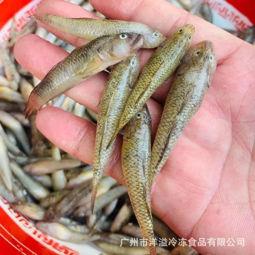 小龍魚吃什么怎么養(yǎng)：小龍魚怎么飼養(yǎng) 龍魚百科 第1張