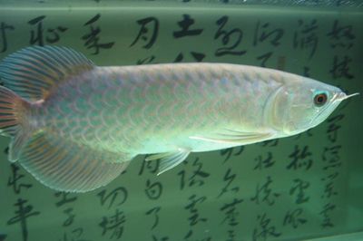 大青龍魚(yú)價(jià)格：大青龍魚(yú)價(jià)格可以根據(jù)不同的因素有所不同的因素有所不同