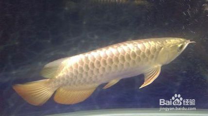 金龍魚幾年長(zhǎng)到50cm：金龍魚的生長(zhǎng)速度受到多種因素影響