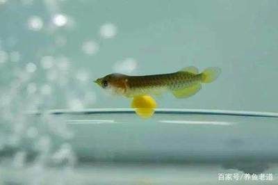 龍魚能長多長的魚：龍魚的體型因品種的不同而有所差異 龍魚百科 第2張