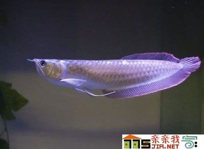 龍魚能長多長的魚：龍魚的體型因品種的不同而有所差異 龍魚百科 第1張