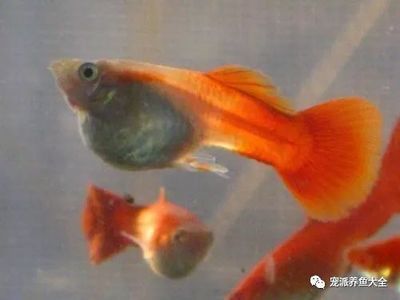 龍魚(yú)可以和普通金魚(yú)一起養(yǎng)嗎：龍魚(yú)可以和普通金魚(yú)一起養(yǎng)嗎？ 龍魚(yú)百科 第3張